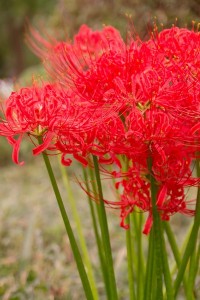 N745_matomarisakuhiganbana-thumb-autox600-14527
