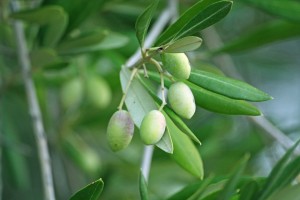 olives-352756_640