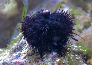 sea-urchins-580339_640