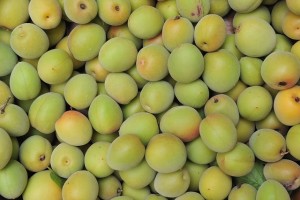 japanese-apricot-71161_640