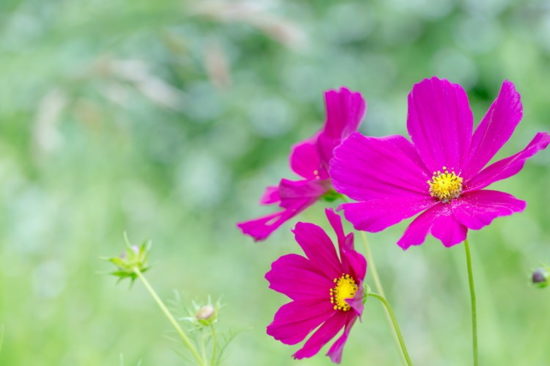 9月の花といえばコスモス