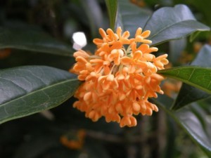 a1170_000017