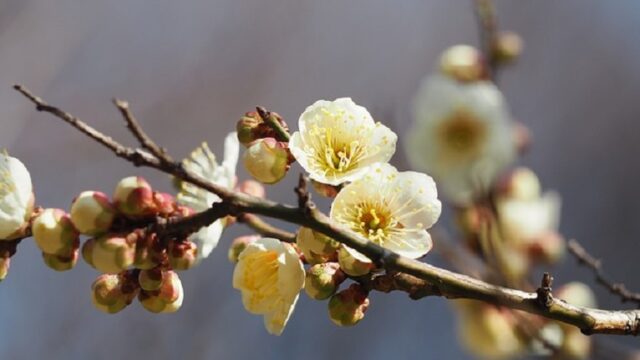 日本三名園の偕楽園に咲く梅の花