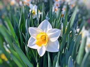 daffodil-749455_640