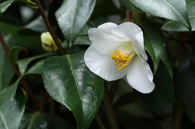 花糸がくっついて筒のようになっている椿