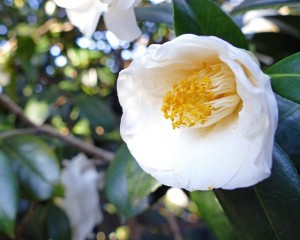 japanese-camellia-697730_640