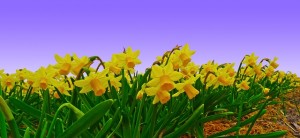 narcissus-562986_640