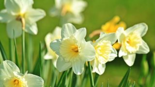 1月の花といえば水仙