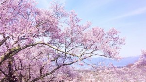 桜餅の名前の由来となった満開の桜