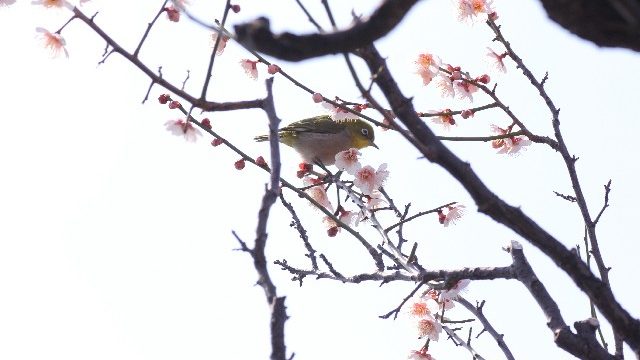 三寒四温の頃の梅とメジロ