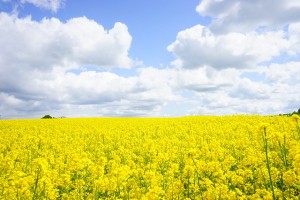 field-of-rapeseeds-474515_640
