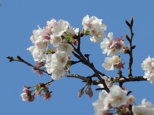 plum-blossom-515321_640