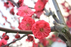 2月の花といえば梅とクロッカス 可憐に咲くのが魅力的 気になる話題アラカルト