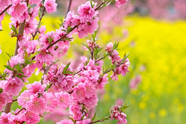 ひな祭りの頃の桃の花と菜の花