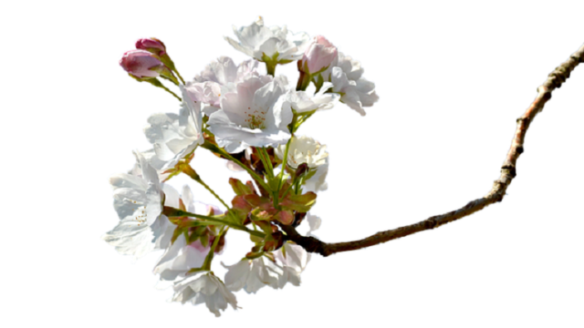 春分が過ぎたころに咲く桜