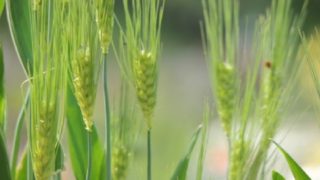 芒種の頃に種まきされる麦