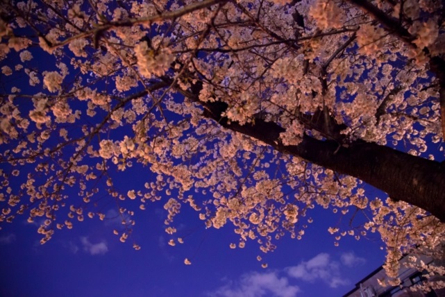 日本三大夜桜の名所はどこ 全国に５か所の候補があった 気になる話題アラカルト