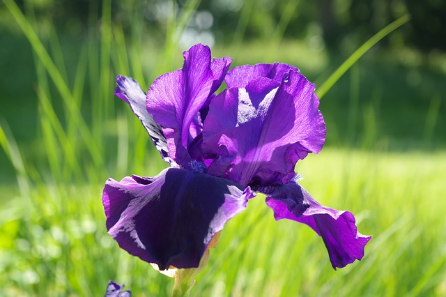 しょうぶの花