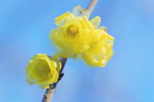 ロウバイの黄色い花