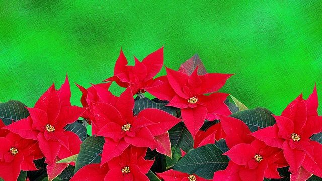 クリスマスの花は赤と緑と白が主役 5種類を簡単にご紹介します 気になる話題アラカルト