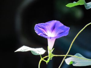 朝顔の青い花