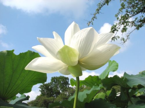 夏に咲く蓮の花