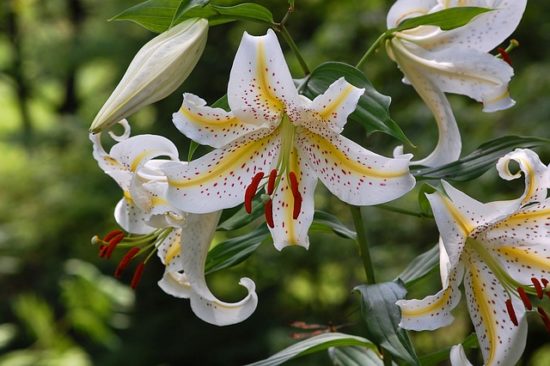 盆花に使われる山百合