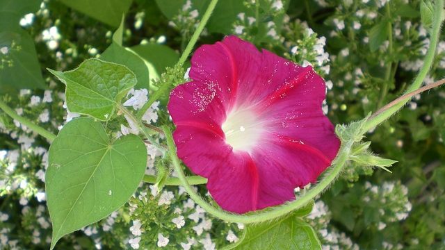 朝顔 昼顔 夕顔 夜顔の違いとは 花言葉もご紹介します 気になる話題アラカルト