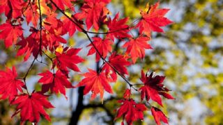 紅葉する樹木