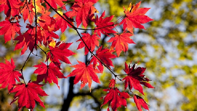 紅葉する樹木の種類９選 身近で見られるものを選びました 気になる話題アラカルト