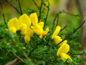 春に黄色い花を咲かせるエニシダ