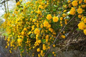 オウバイの黄色い花