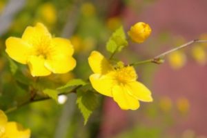 ヤマブキの黄色い花
