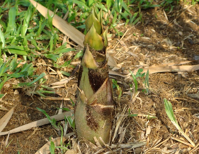 春が旬の野菜の中でも代表的なたけのこ