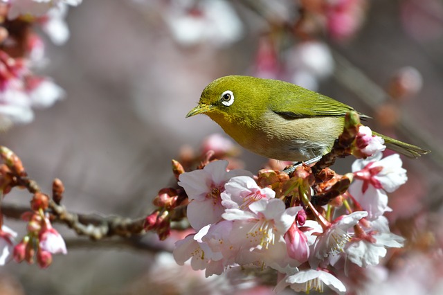 桜とメジロ