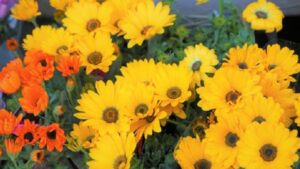 春に黄色い花を咲かせるディモルフォセカ