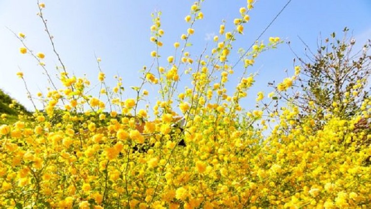 春の黄色い花の木9選 散歩をしながら探してみませんか 気になる話題アラカルト