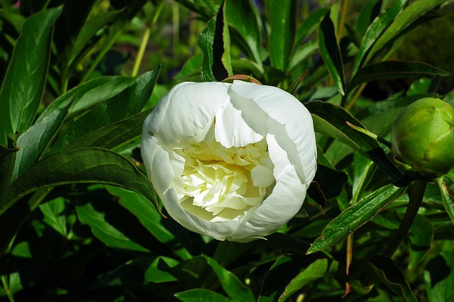 芍薬の花