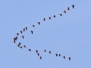 旧暦の8月に日本に来る雁の群れ