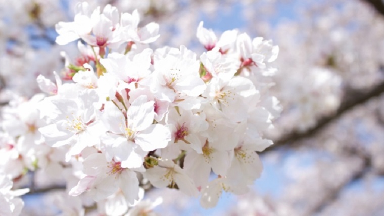 4月の満開の桜