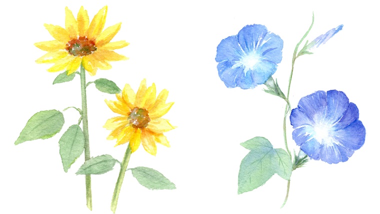 夏の花のイラスト