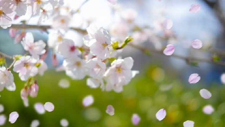 桜の花が散る景色