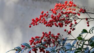 冬に赤い実をつけるナンテン