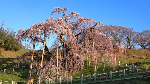 日本三大桜のうち三春滝桜