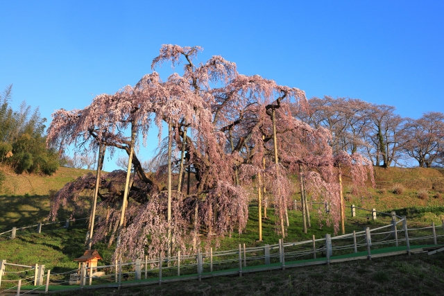 日本三大桜のうち三春滝桜