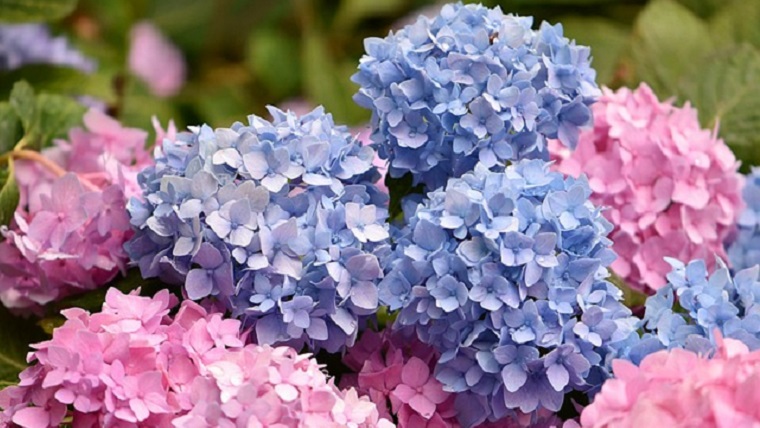 ピンクと青の紫陽花