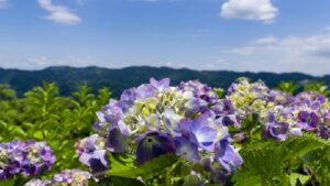 埼玉県美の山公園の紫陽花