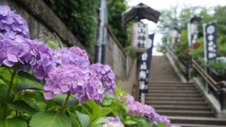 白山神社(東京都)の紫陽花