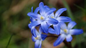 冬に青い花を咲かせるチオノドクサ