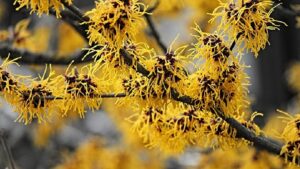 冬に咲く黄色いマンサク